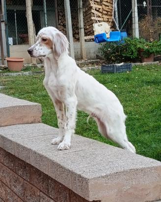 Disponibili cuccioli di setter inglese