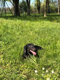 Cucciola di bassotto