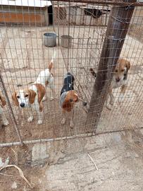 Cani da caccia