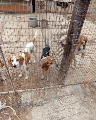Cani da caccia