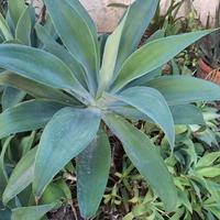 Grande agave attenuata pianta grassa
