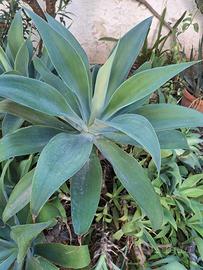 Grande agave attenuata pianta grassa