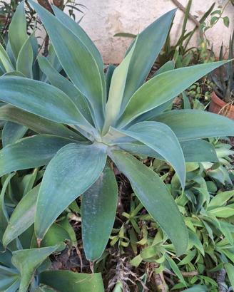 Grande agave attenuata pianta grassa