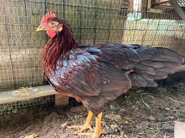 Gallo razza Romagnola