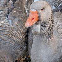 Oche Tolosa industriale