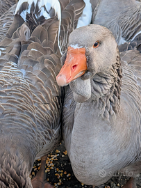 Oche Tolosa industriale
