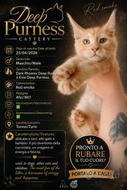 Maine coon con pedigree 