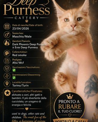 Maine coon con pedigree 