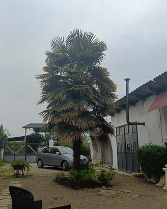 palma da giardino 