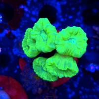 Caulastrea furcata toxic Green