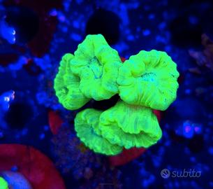 Caulastrea furcata toxic Green