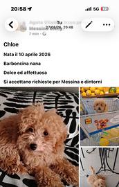 Barboncino Nano Messina e Dintorni
