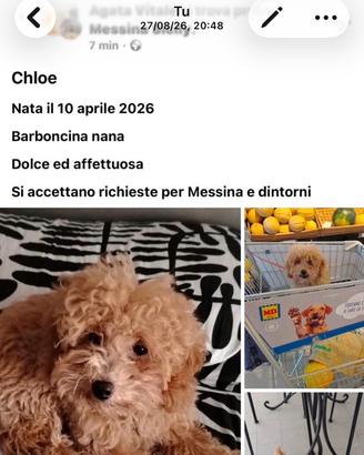 Barboncino Nano Messina e Dintorni