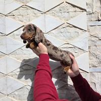 Bassotto arlecchino cioccolato con pedigree