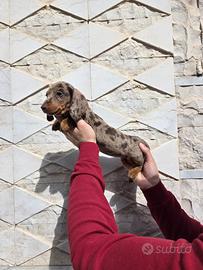 Bassotto arlecchino cioccolato con pedigree