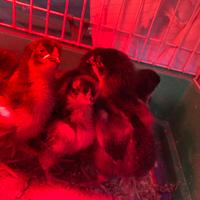 Pulcini razza Marans