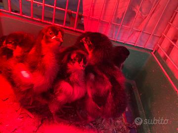 Pulcini razza Marans