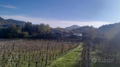 Vigneto igt