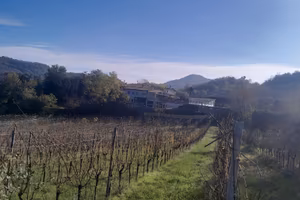 Vigneto igt