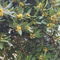 fogli o rami da alloro (lauro) selvatico