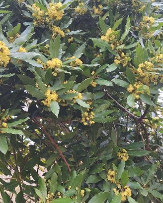 fogli o rami da alloro (lauro) selvatico