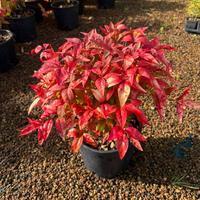 Nandina firepower