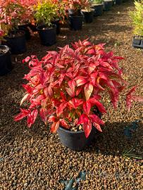 Nandina firepower