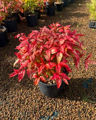Nandina firepower