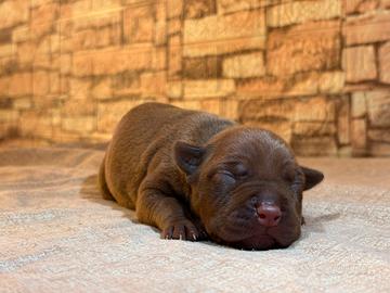 American Pitbull Terrier
