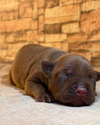 American Pitbull Terrier