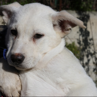 Dolce cucciolo tre mesi