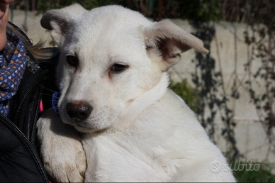 Dolce cucciolo tre mesi
