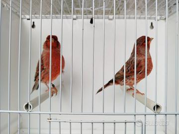 Canarini agata rosso 