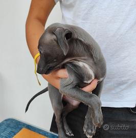 cuccioli di piccolo levriero italiano