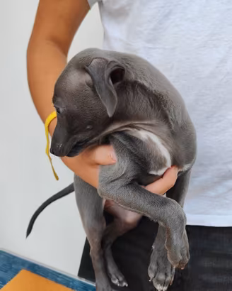 cuccioli di piccolo levriero italiano