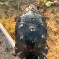 TESTUDO marginata sarda tartaruga di terra