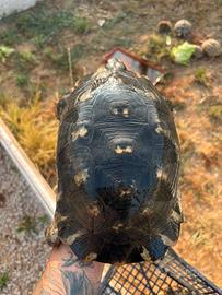 TESTUDO marginata sarda tartaruga di terra