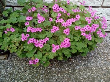 Piante di Lilla selvatica phlox subula