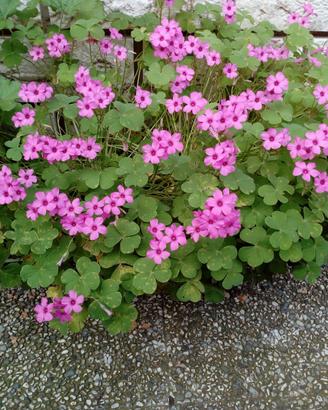 Trifoglio rosa (oxalis rosa)