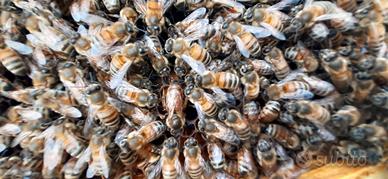 Famiglia Api su 5 Telaini