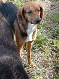 Segugio triste in canile