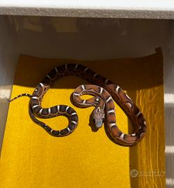 Serpente del grano/guttata