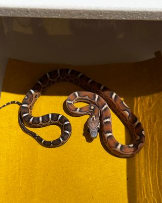 Serpente del grano/guttata