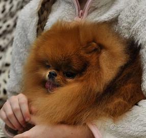 Spitz TOY Accoppiamento Monta pomerania 2kg