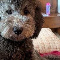 Cucciola di barboncino nano