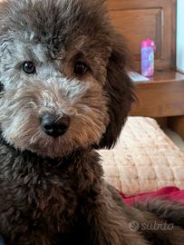 Cucciola di barboncino nano
