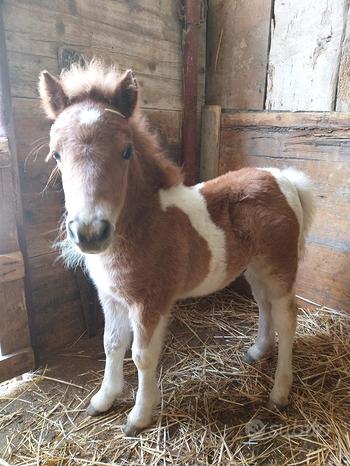 Puledro pony maschio
 in vendita a Santa Croce di Magliano