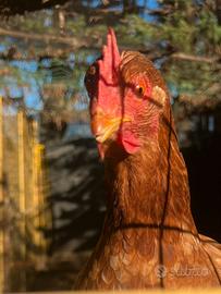 Gallina ovaiola rossa comune