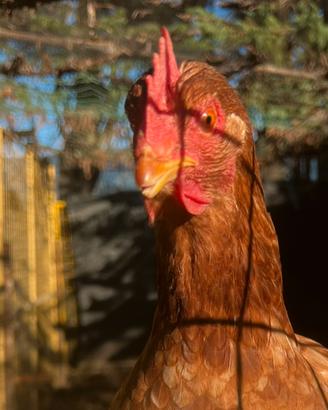 Gallina ovaiola rossa comune