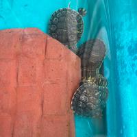 Tartarughe di acqua di un'anno